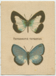 Thysonotis Taygetus.