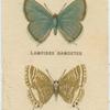 Lampides Damoetes.