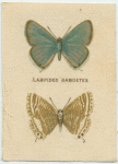 Lampides Damoetes.
