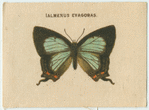 Ialmenus Evagoras.