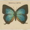 Arthopala Amytis.