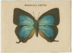 Arthopala Amytis.