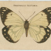 Anaphaeis Teutonia.
