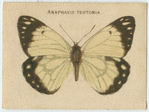 Anaphaeis Teutonia.