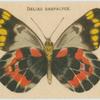 Delias Harpalyce.