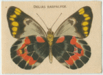 Delias Harpalyce.
