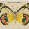 Delias Argenthona.