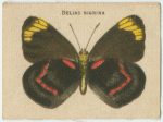 Delias Nigrina.