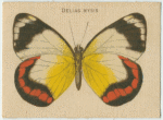 Delias Mysis.