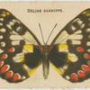 Delias Aganippe.