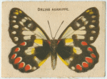 Delias Aganippe.