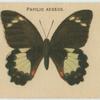 Papilio Aegeus.