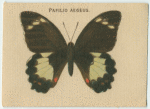 Papilio Aegeus.