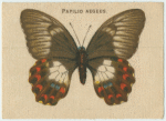 Papilo Aegeus.
