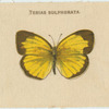 Terias Sulphurata.