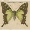 Papilio Macleayanus.