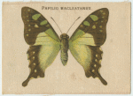 Papilio Macleayanus.