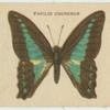 Papilio Choredon.