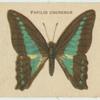 Papilio Choredon.