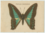 Papilio Choredon.