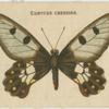 Eurycus Cressida.