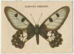 Eurycus Cressida.