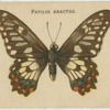 Papilio Anactus.