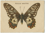 Papilio Anactus.