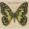 Papilio Sthenelus.