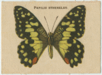 Papilio Sthenelus.