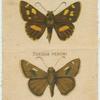 Hesperilla Picta, Toxidia Peroni.