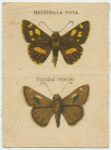 Hesperilla Picta, Toxidia Peroni.