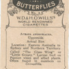 Acraea Andromacha.