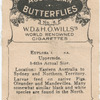 Euploea Corinna.