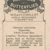 Cethosia Chrysippe.