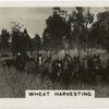 Wheat Harvesting.