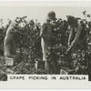Grape Picking in Australia.