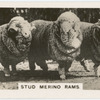 Stud Merino Rams.