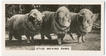 Stud Merino Rams.