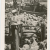Yarding Sheep.