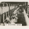 A Shearing Shed.