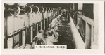 A Shearing Shed.
