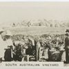 South Australian Vineyard.