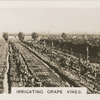 Irrigating Grape Vines.