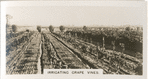Irrigating Grape Vines.