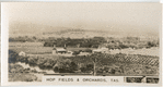 Hop Fields & Orchards, Tasmania.