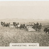 Harvesting Wheat.