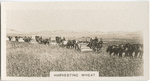 Harvesting Wheat.