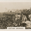 Cotton Growing.
