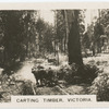 Carting Timber, Victoria.
